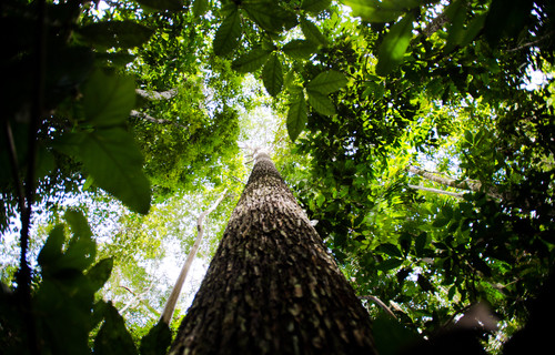 Brasil pode criar 8,5 milhões de empregos até 2050 com o mercado de carbono