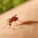 Oropouche: Uma Doença Tropical Emergente